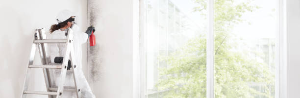 Mold Odor Removal Services in Buena, NJ